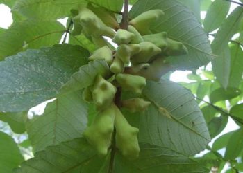 Những dược liệu chứa tanin