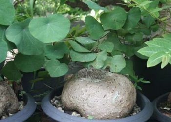 Những cây thuốc chứa alkaloid