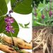 Những cây thuốc chứa carbohydrat
