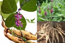 Những cây thuốc chứa carbohydrat