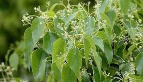 Những cây thuốc chứa tinh dầu