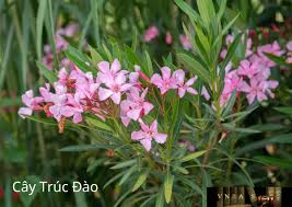 Những cây thuốc chứa glycosid tim