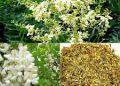Những cây thuốc chứa flavonoid