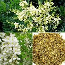 Những cây thuốc chứa flavonoid