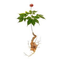 Những cây thuốc chứa saponin