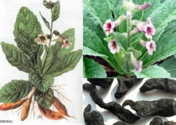 Những cây thuốc chứa mono và diterpenoid