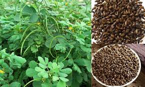 Những dược liệu chứa anthranoid